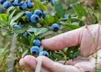 Такого врожаю у вас ще не було: чим підживити лохину навесні для активного росту