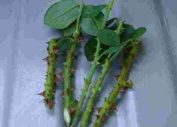 Як швидко та легко проростити троянду:  дієвий метод з туалетним папером