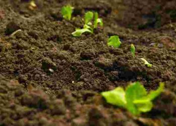 Встигніть до кінця місяця: 9 овочів та інших рослин, які варто посіяти у квітні