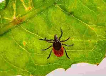 Сад без кліщів: три рослини, які гарантовано відженуть непроханих комах