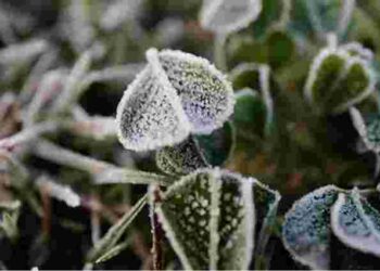 Як захистити рослини від квітневих заморозків: важливі дії в саду та на городі
