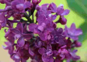 Як правильно доглядати за бузком навесні: корисні поради