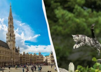 Греція на останньому місці: названо країни Європи, де кішкам живеться найкраще