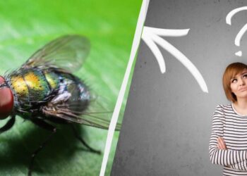 Як прогнати мух із кухні: три простих методи, які спрацюють уже сьогодні