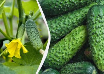 Як виростити солодкі огірки без гіркоти: практичні поради городникам