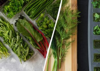 Як зберігати петрушку і кріп, щоб місяцями були свіжими: ось куди потрібно покласти