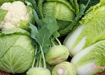 Капуста и ее виды: вся польза любимого овоща