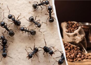 Комахи забудуть дорогу до вашого будинку: перевірений засіб від мурах