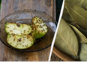 Мошки зникнуть назавжди: просте рішення від комах без хімії