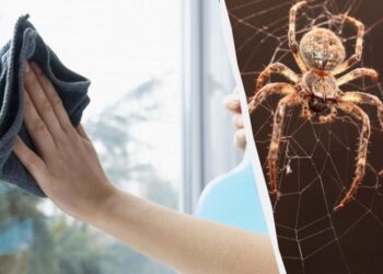 Один засіб очистить вікна до блиску і позбавить павуків: незвичайний лайфхак