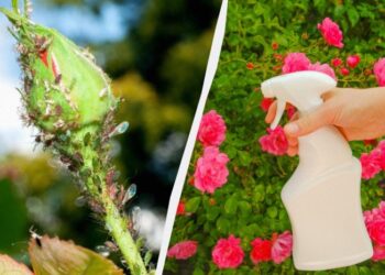 Попелиця ніколи не зачепить троянди: що потрібно зробити на клумбі навесні