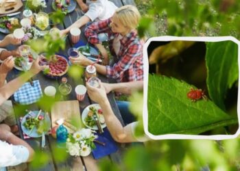 Потрібно зробити це – і кліщі не зможуть вкусити: геніально простий метод захисту