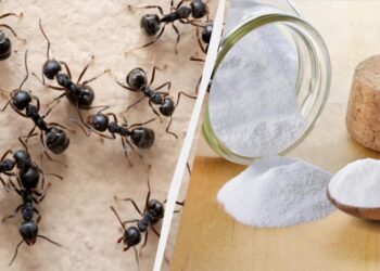 Простий спосіб позбутися мурах у будинку та квартирі: цей інгредієнт є на кожній кухні