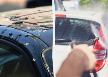 Птахи більше не гадитимуть на авто: ось що потрібно зробити