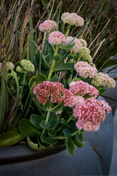 Самі цвітуть і не потребують догляду: 4 ідеальні квітки для озеленення могили