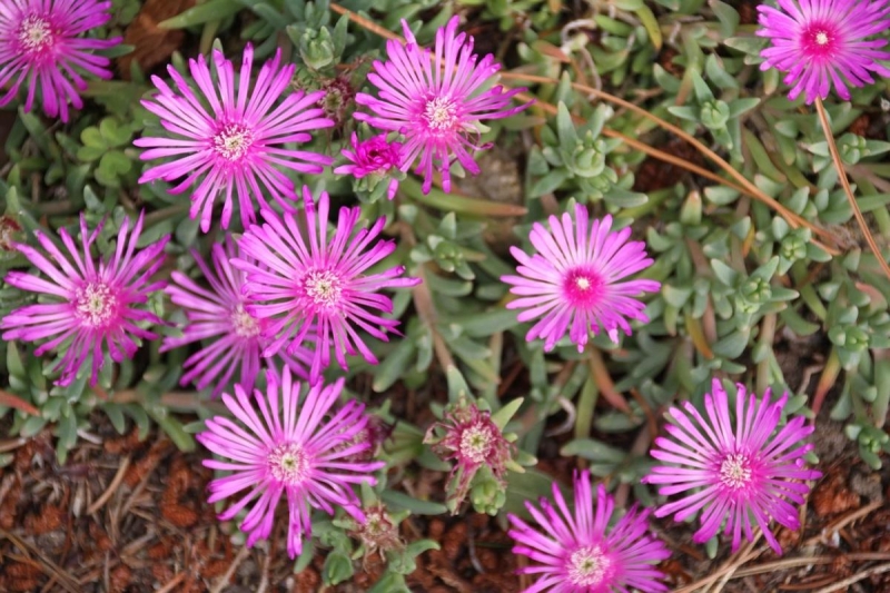 Самі цвітуть і не потребують догляду: 4 ідеальні квітки для озеленення могили