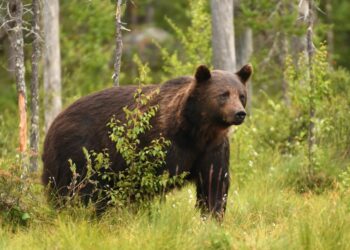 У Румунії 18-річна туристка загинула, втікаючи від ведмедя