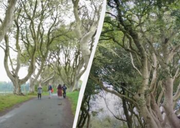 Знамениті дерева з “Гри престолів” на межі зникнення