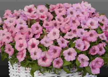 З однієї петунії отримаєте шість: простий спосіб розмножити кущ