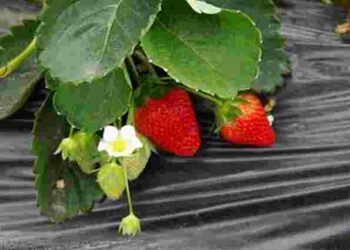 Посадіть ці рослини біля полуниці: шкідники зникнуть назавжди