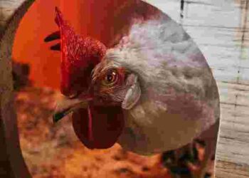 Це має знати кожен фермер: чи нестиметься курка без півня