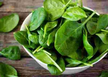 Як часто потрібно пересівати щавель, щоб листя було соковите: правила вирощування