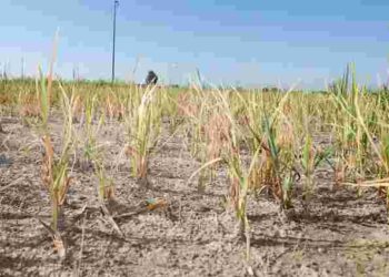 Часник почав жовтіти: що зробити, щоб врятувати урожай