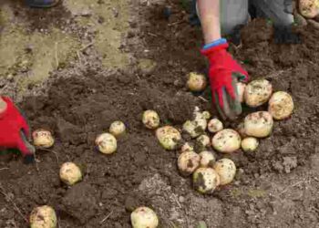 Що ви робите не так: 6 помилок під час вирощуванні картоплі, що коштують вам врожаю