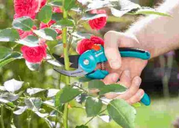 Як оживити ослаблений трояндовий кущ: ефективні кроки для порятунку рослини