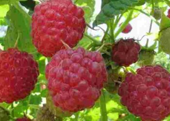 Дешево, екологічно й ефективно: чим можна підживити малину для рясного врожаю