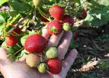 Щоб не втратити якість і смак ягід: як правильно посадити полуницю з вусиків