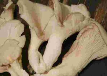 Як підготувати гливи до відварювання та правильно це зробити: кулінарні секрети