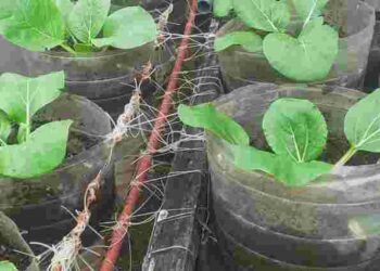 Як посадити огірки без грядок та зекономити місце на городі: оригінальний спосіб з пляшками