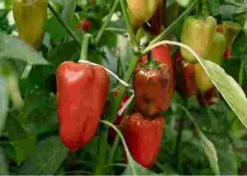 Навіть незначні помилки мають значення: чому перець не родить