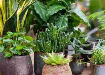 Які кімнатні рослини винести на вулицю і коли це можна зробити: перелік квітів