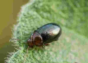 Набридлива і небезпечна: як захистити листя буряка від бурякової блішки