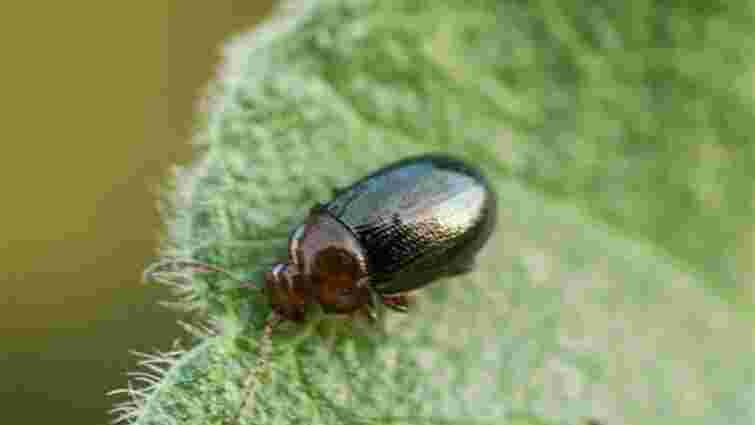 Набридлива і небезпечна: як захистити листя буряка від бурякової блішки
