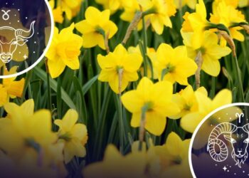 3 знаки зодіаку, які можуть здивувати своїми нарцисичними рисами