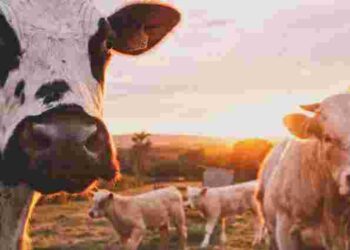 У корови раптово пропало молоко: у чому причина та як виправити ситуацію