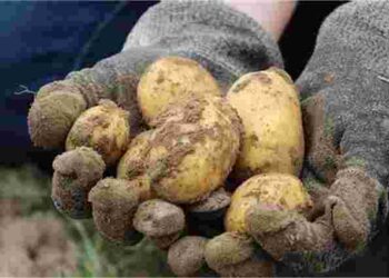 Чи переживе посаджена картопля весняні заморозки: поради з врятування врожаю