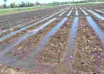 Що робити, якщо грядки затопило: три дієві поради після зливи