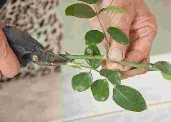 Друге життя для букета: як вкоренити троянди за допомогою звичайної губки