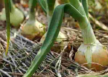 Ідеальне сусідство для цибулі: що посадити поряд для кращого врожаю