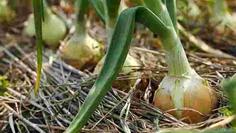 Ідеальне сусідство для цибулі: що посадити поряд для кращого врожаю