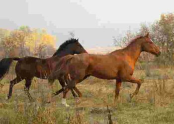 Як уберегти коня від укусів ґедзів та оводів: практичні поради