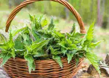 Доступне та екологічне добриво: навіщо підживлювати кропивою городину та квіти