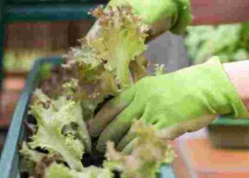 Що садити на городі і в саду в травні 2025 року: посівний календар на місяць