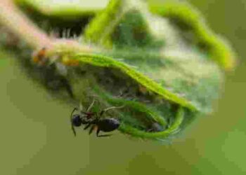 Як врятувати яблуні від мурах: ефективні поради для вашого саду