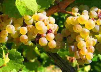 З першого разу без помилок: як посадити виноград, щоб отримати відмінний кущ