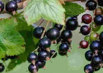 Нестандартне підживлення: як підвищити врожайність смородини за допомогою картоплі